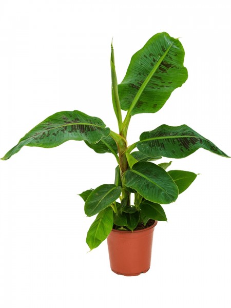 Musa dwarf cavendish - Zwergbanane