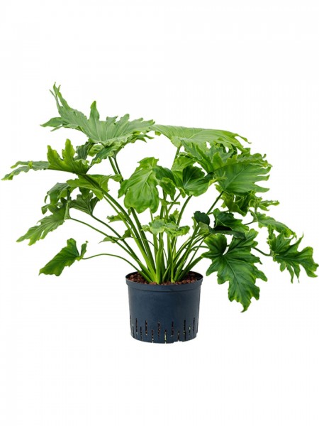 Philodendron selloum