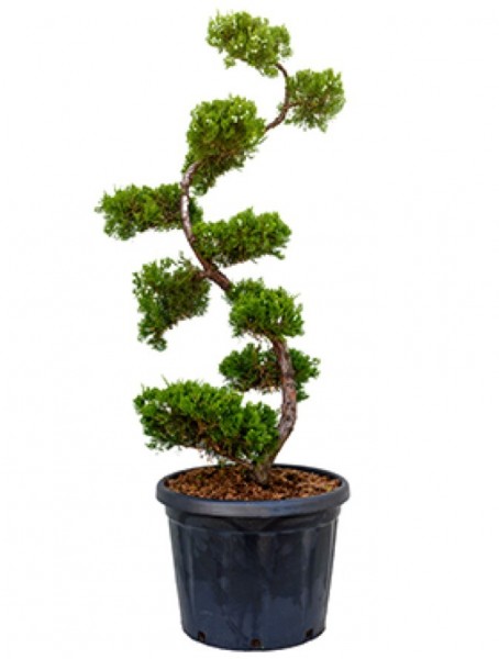 Juniperus chin. kaizuka - Bonsai