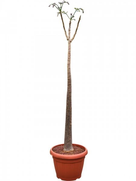 Moringa oleifera - Wunderbaum