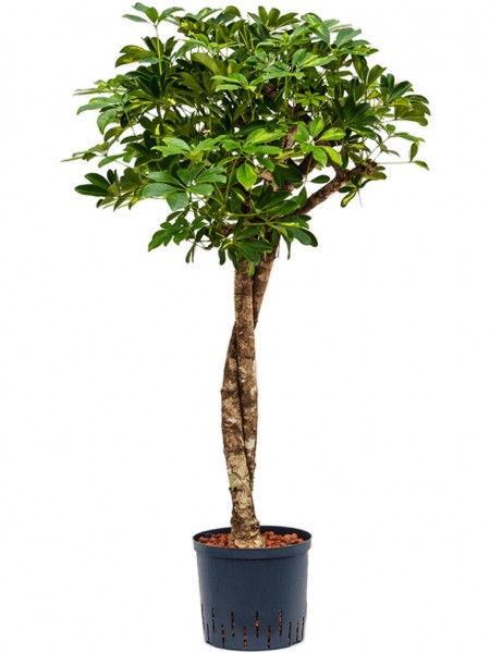 Schefflera arboricola - Gold Capella Twist Stamm