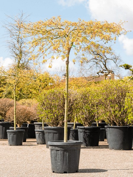 Acer palmatum - Dissectum Viridis