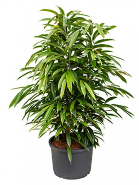 Ficus amstel king - Busch