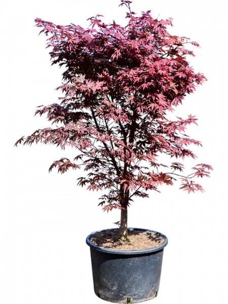 Acer palmatum red flash - japanischer Ahorn verzweigt