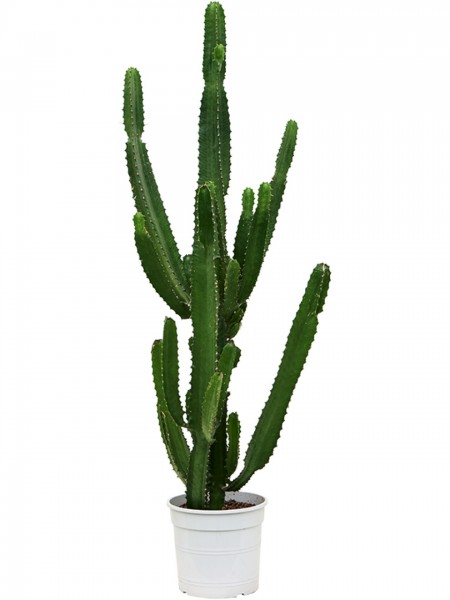 Euphorbia acrurensis verzweigt