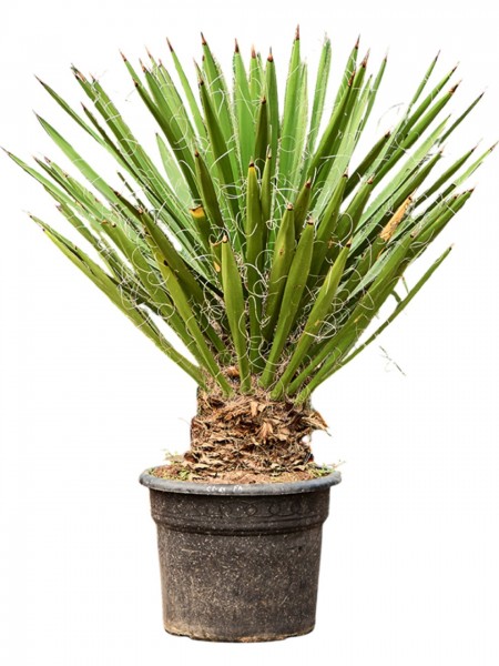 Yucca faxoniana - Faxons Yucca