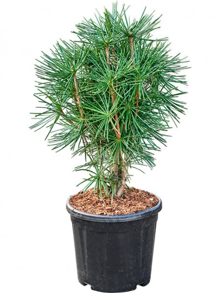 Sciadopitys verticillata - Japanische Schirmtanne