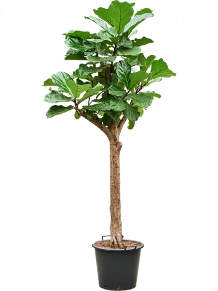 Ficus lyrata 250 cm - Geigenfeige