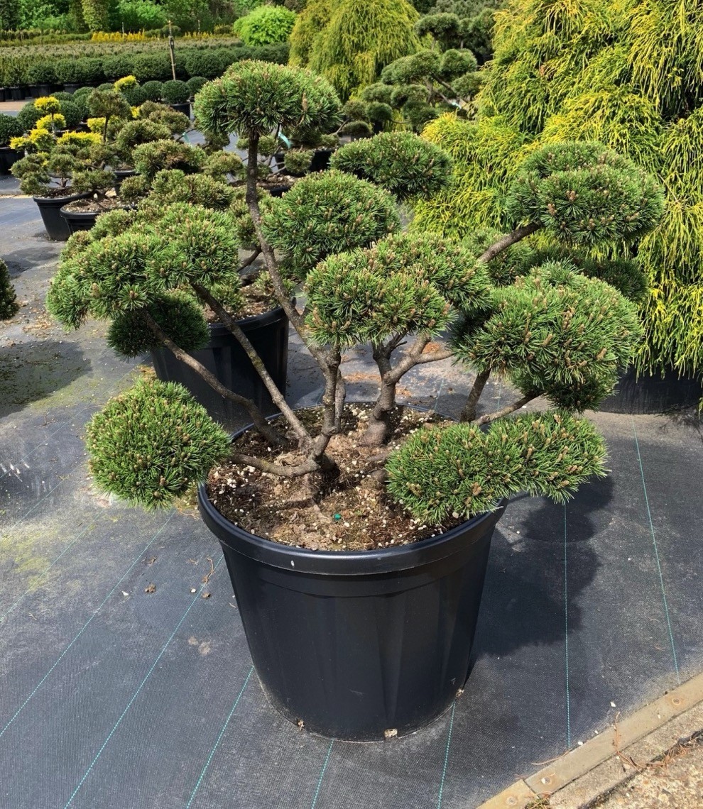 Pinus mugo pumilio Bonsai | Terrapalme Heim- und Gartenshop