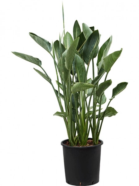 Strelitzia reginae Paradiesvogelblume