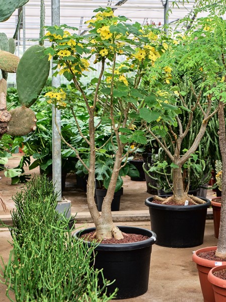 Uncarina decaryi verzweigt