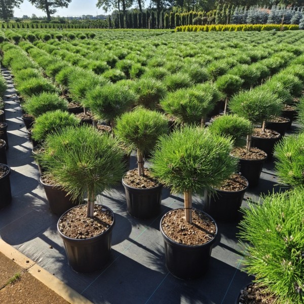 Pinus nigra - Marie Bregeon