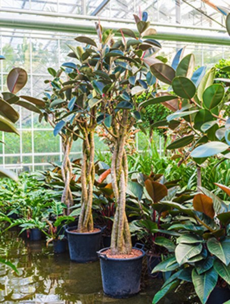 Ficus elastica bourgondi mit geflochtenem Stamm