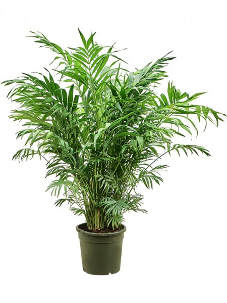 Chamaedorea elegans - Bergpalme
