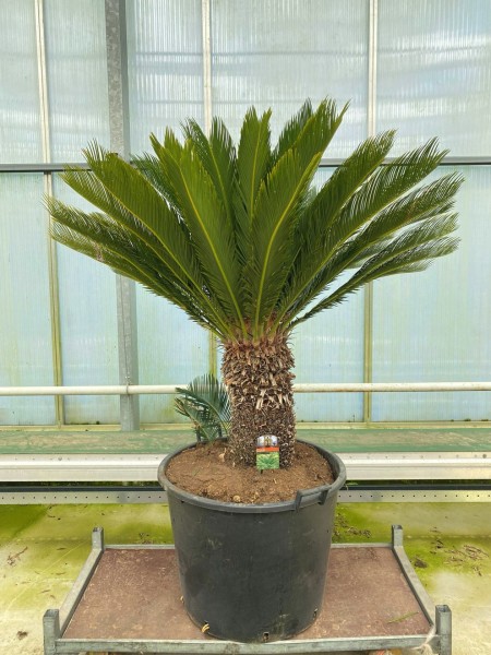 Cycas revoluta 170 cm - Palmfarn