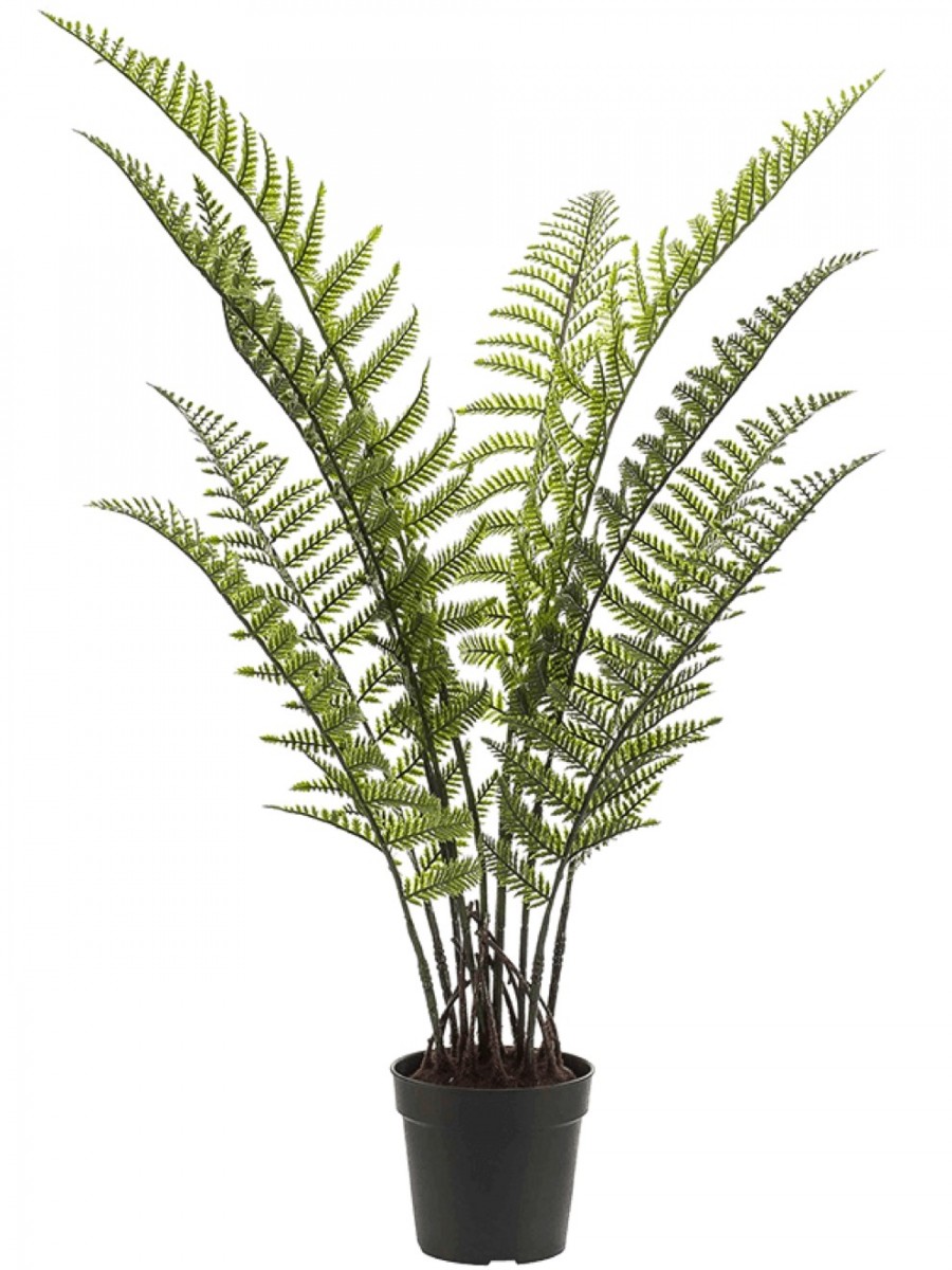 kentiapalme howea forsteriana Howea forsteriana (Kentiapalme) kaufen