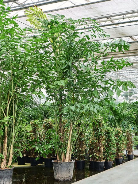 Caryota mitis 290 cm - Fischschwanz Palme