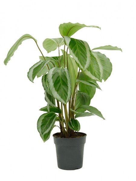 Calathea bicajoux gecko
