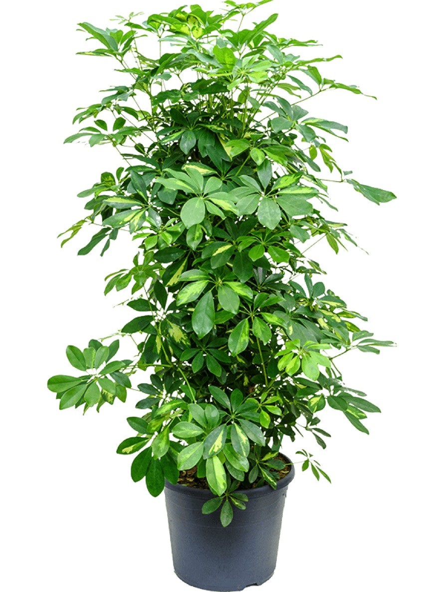 Schefflera gold capella - Strahlenaralie Busch | Terrapalme Heim- und