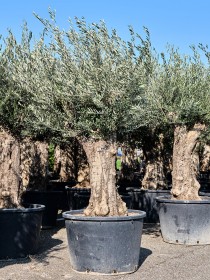 Olea europaea 250 cm - Olivenbaum | Terrapalme Heim- und Gartenshop
