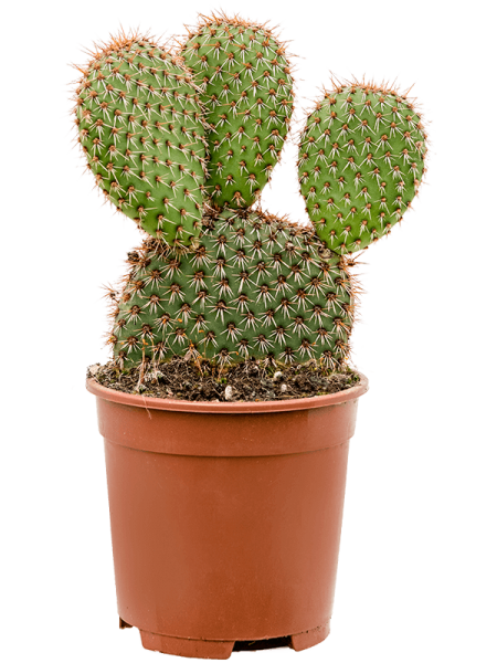 Opuntia pycnacantha verzweigt