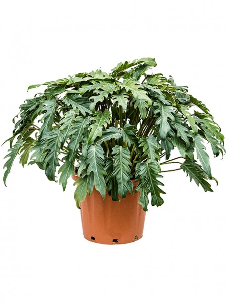 Philodendron xanadu Busch