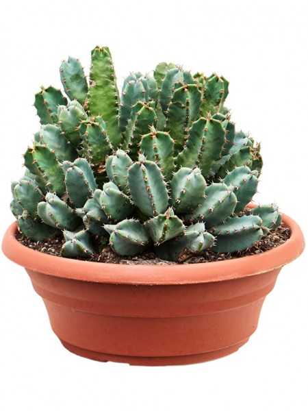 Euphorbia resinifera
