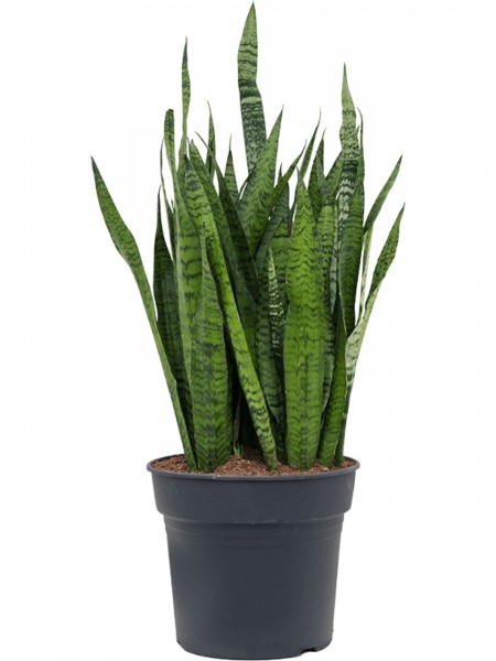 Sansevieria zeylanica - Schlangenpflanze