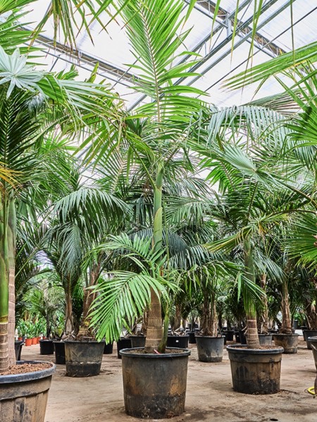 Archontophoenix alexandrae - Australische Feuerpalme 430 cm