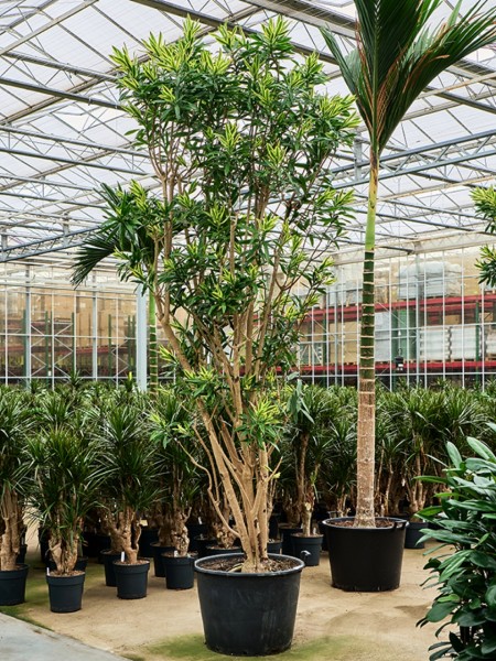 Dracaena song of sri lanka verzweigt 400 cm