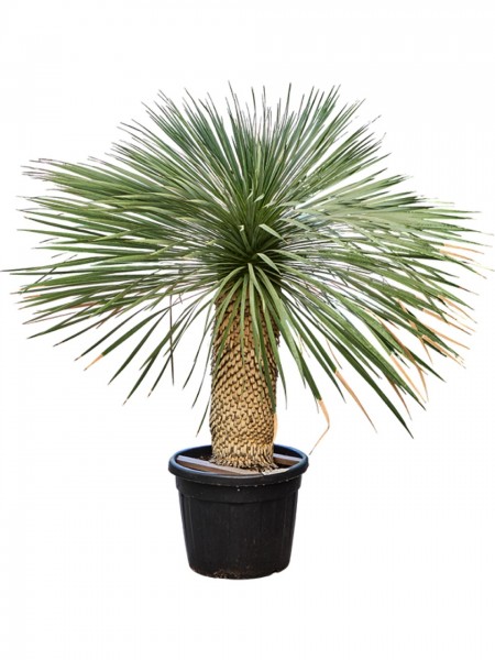 Yucca rostrata - Blaue Beaked Yucca 180cm