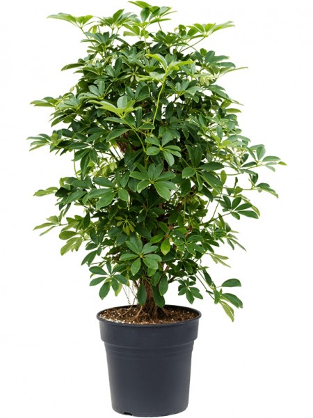 Schefflera arboricola compacta - Zwergschirmpflanze Säule