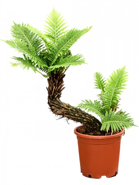 Blechnum gibbum speziell - Rippenfarn