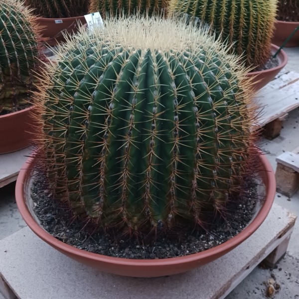 Echinocactus grusonii Kugel 55 cm