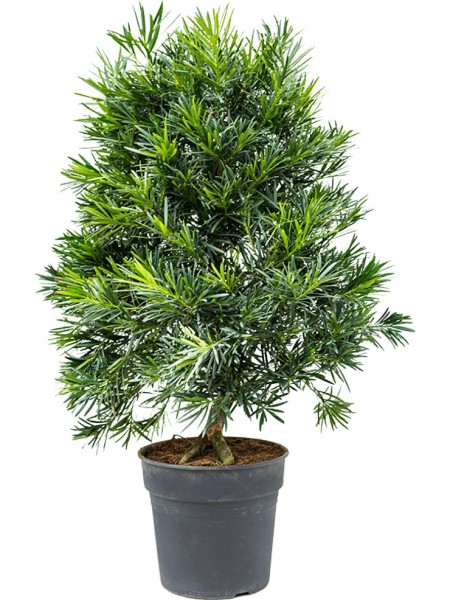 Podocarpus macrophyllus - Steineibenbäumchen