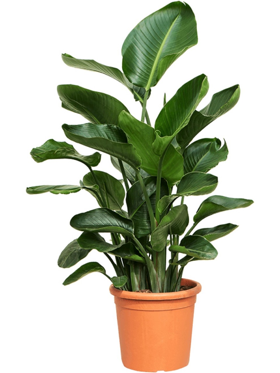 crassula variegata Crassula zwaziensis variegata – Casa Botanica main image 1