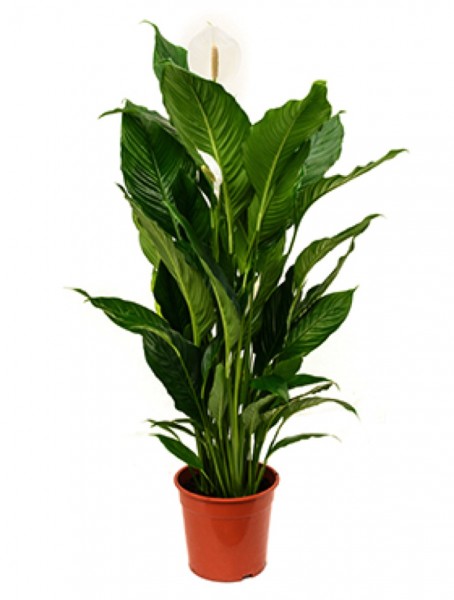 Spathiphyllum sweet sebastiano