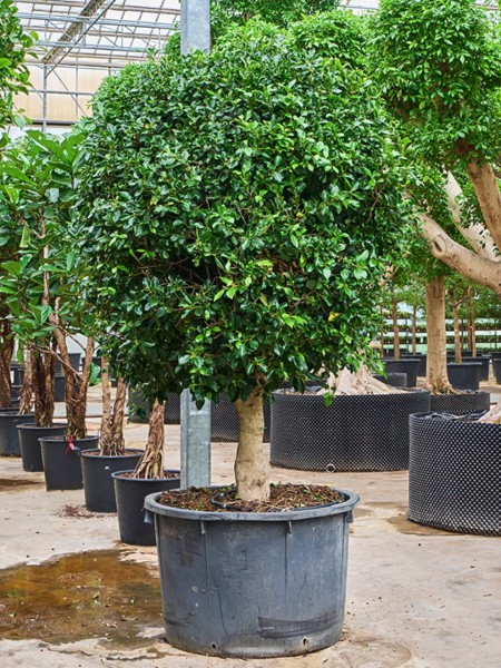 Ficus microcarpa nitida 320 cm - Indische Lorbeer