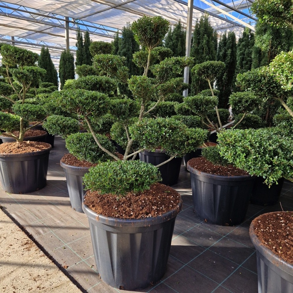 Ilex crenata Glorie Gem Bonsai | Terrapalme Heim- und Gartenshop