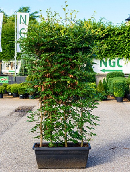 Fagus sylvatica - Rotbuche Terrassen spalier