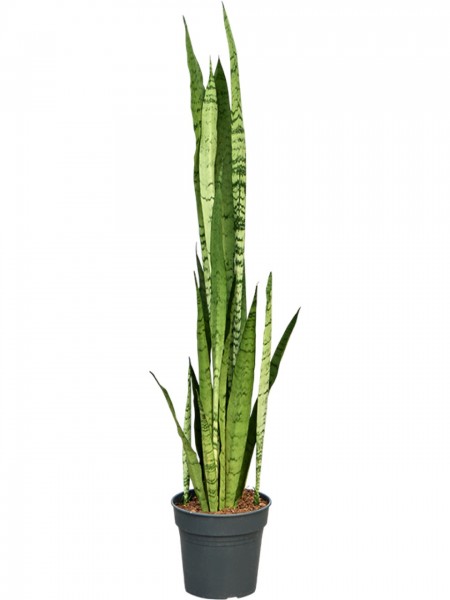 Sansevieria trifasciata silver mist