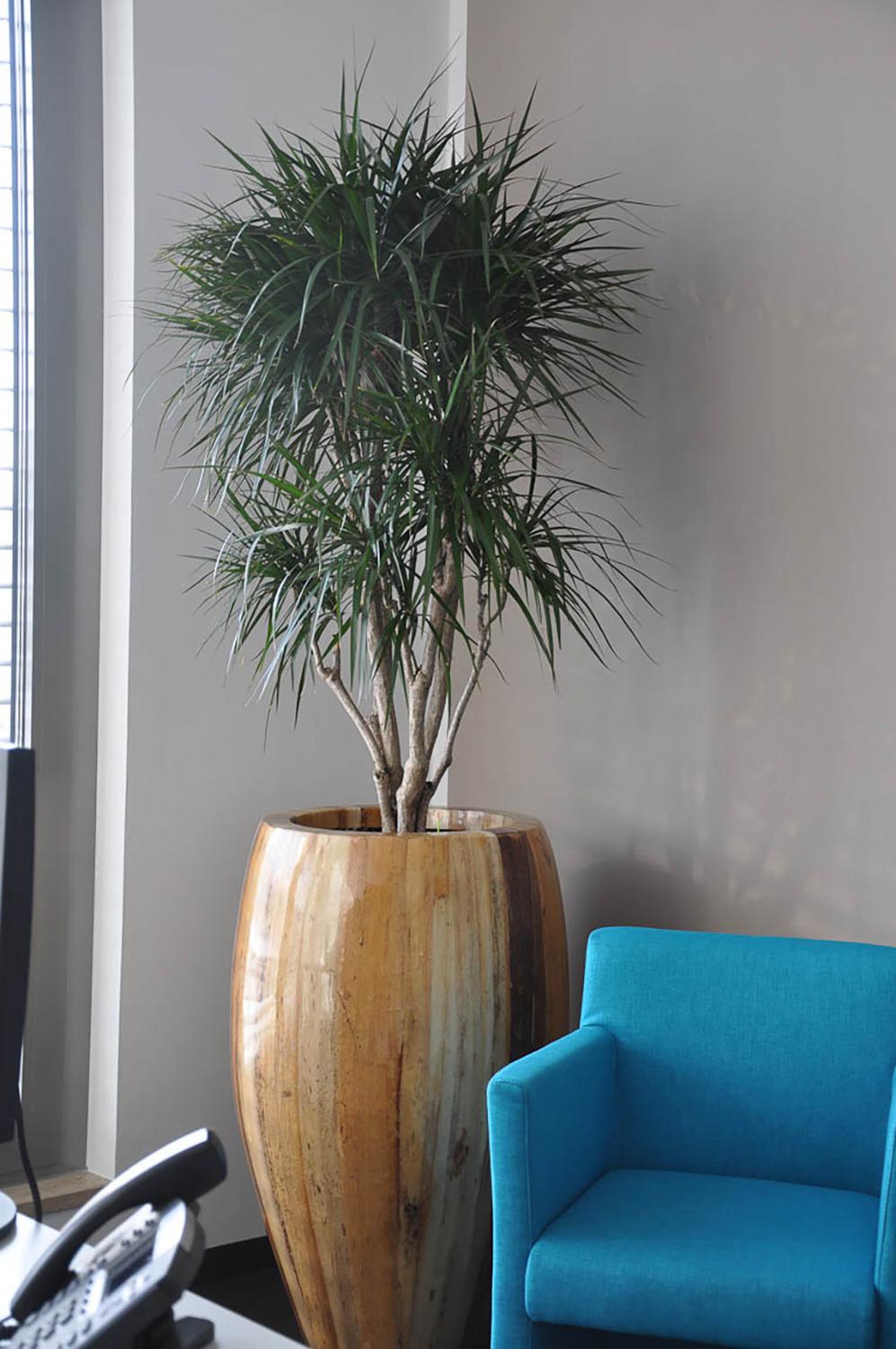 https://www.terrapalme.de/media/image/fleurami/Banana-Bark-Fiberglas-Pflanzvase-Stimmungsbild3.jpg