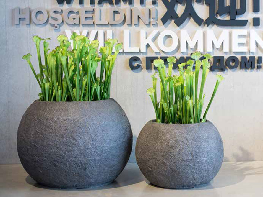 https://www.terrapalme.de/media/image/fleurami/Rocky-Fiberglas-Pflanzvase-Pflanzvase-Stimmungsbild.jpg