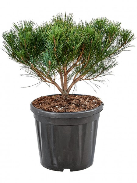 Pinus densiflora - Alice Verkade Busch
