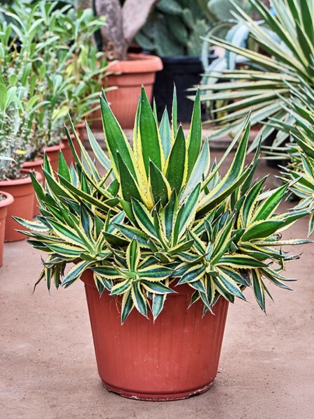 Agave lopantha grün-gelb