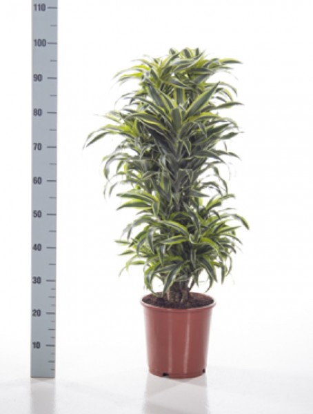 Dracaena surprise | Drachenbaum