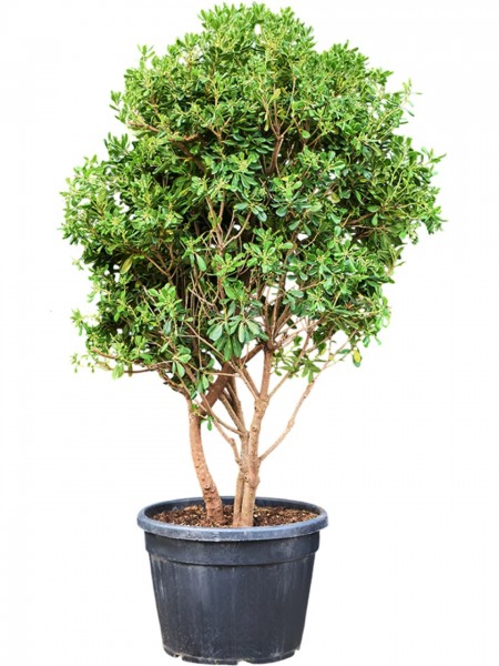 Pittosporum tobira - Japanische Pittosporum