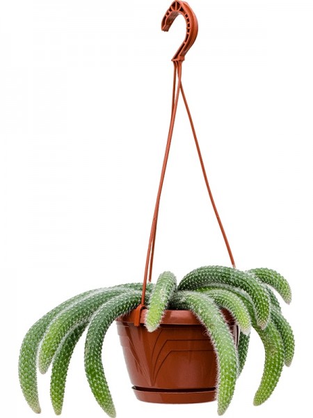 Hildenwintera colademononis 25 cm - Affenschwanz Hängekorb