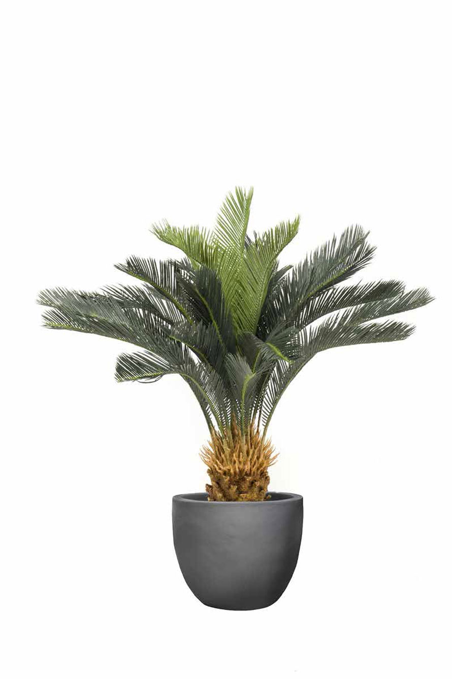 https://www.terrapalme.de/media/image/kunstpflanzen/Cycas-revoluta-Palmfarn-Kunstpalme-Stimmungsbild.jpg