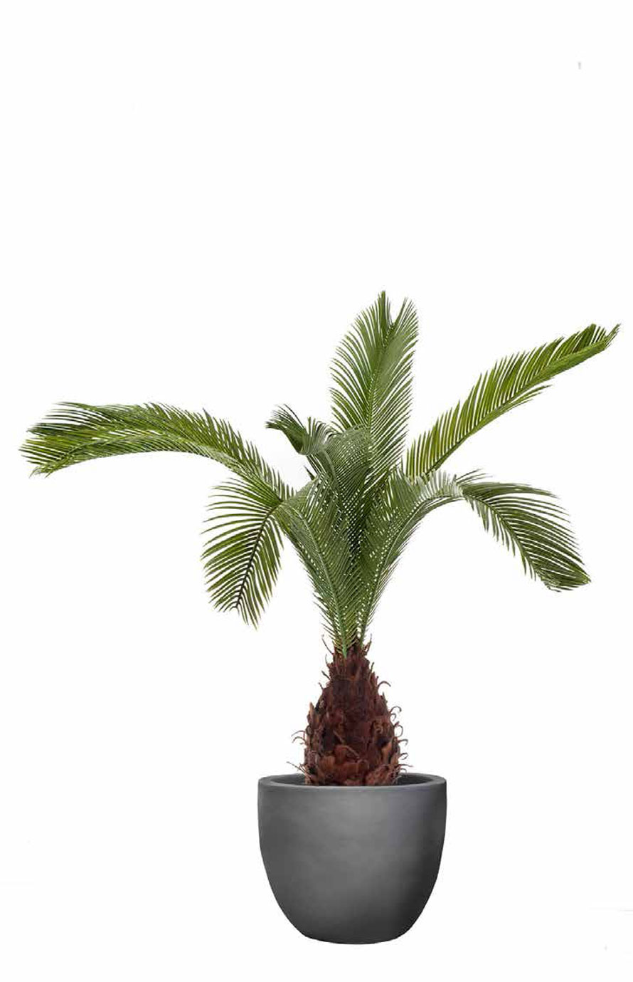 Palm-Cycas-Kunstpalme-Stimmungsbild.jpg